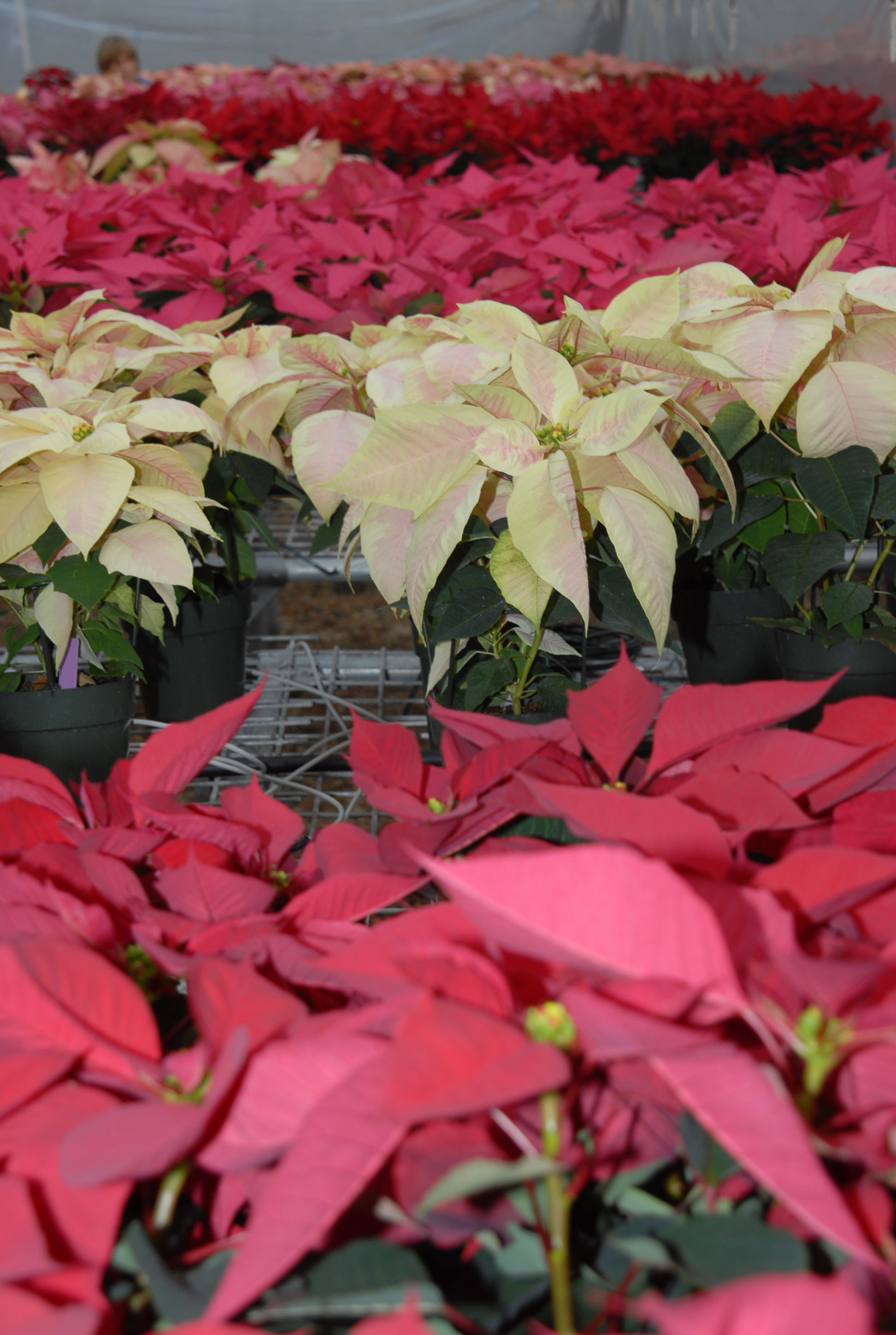 LSU AgCenter poinsettia open house set for Dec. 2 in Baton Rouge
